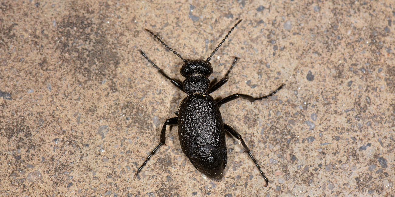 Meloidae:  Meloe ganglbaueri? Forse M. mediterraneus